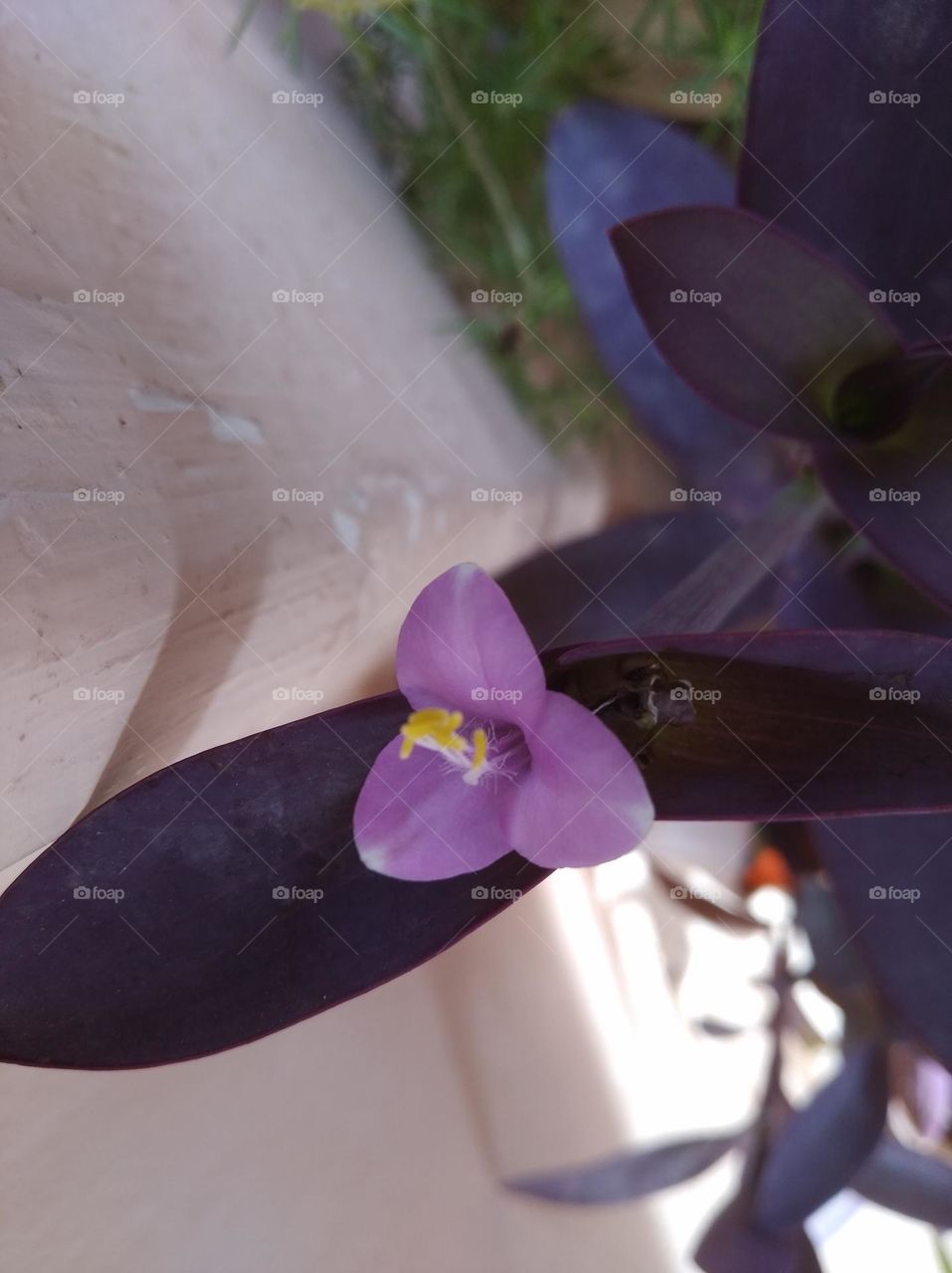 Lilly pink flower seasonal fresh shurb small size looks very beautiful generally found everywhere