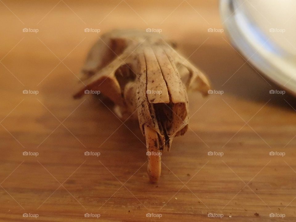 Rat skull with a missing tooth