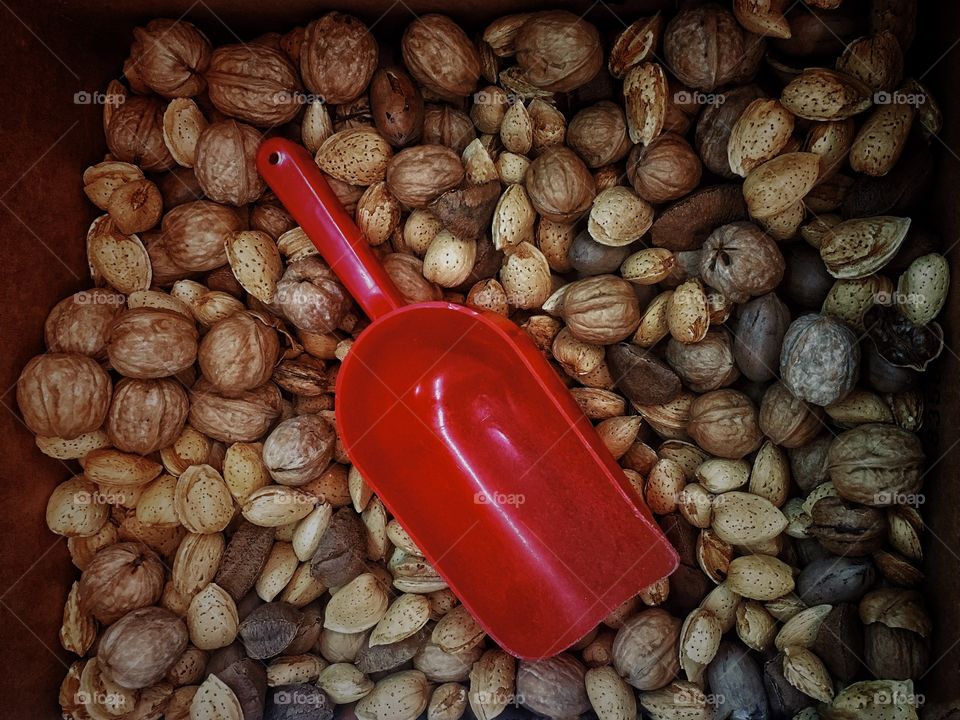 Little boy looked down and what a surprise he found! A little shovel amongst the hazelnuts. Waiting for him to scoop them up. 