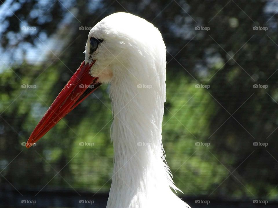 Stork