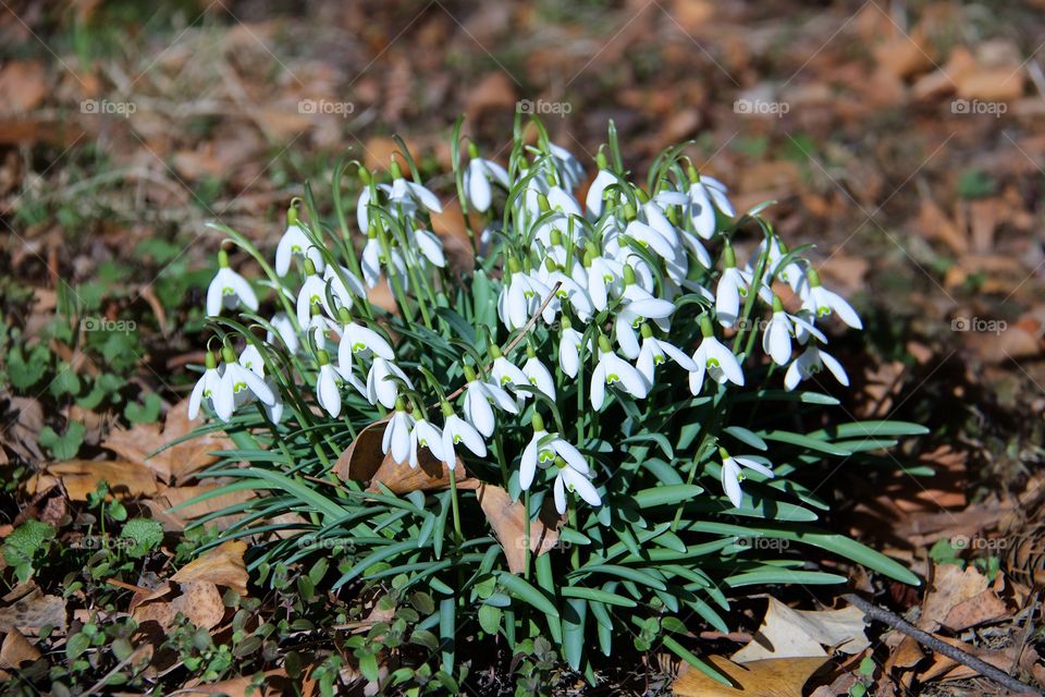 Snow drops 