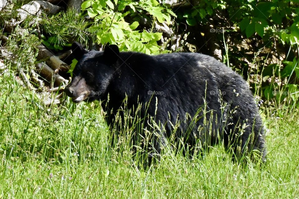 Black bear in the Smokey Mointains