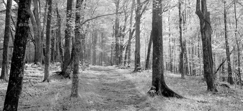 Black and white pathway in the woods