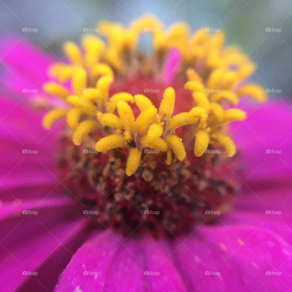 Zinnia closeup