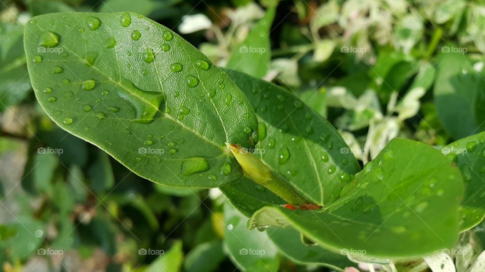 Water drop on leaf