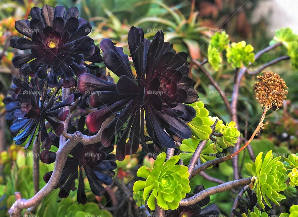 Succulents in San Diego (Aeonium Black Rose and I’m not sure of the other type) - Summer 2020 on a quarantine walk 