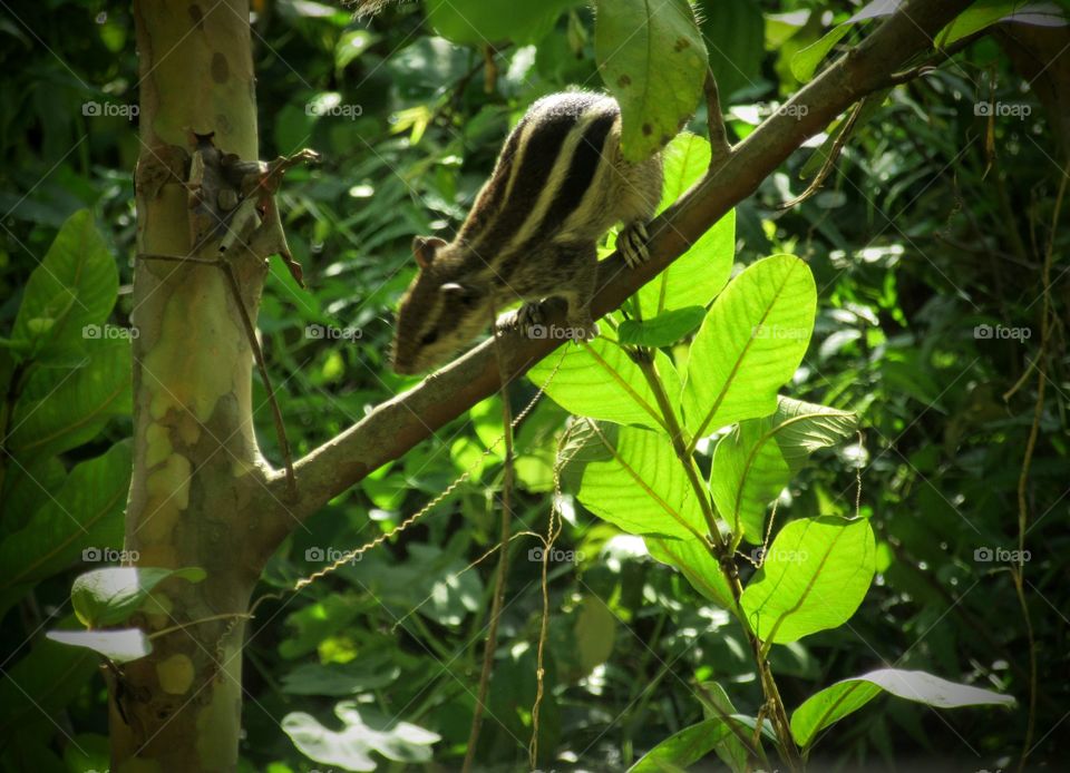 Squirrel on my guava tree😃