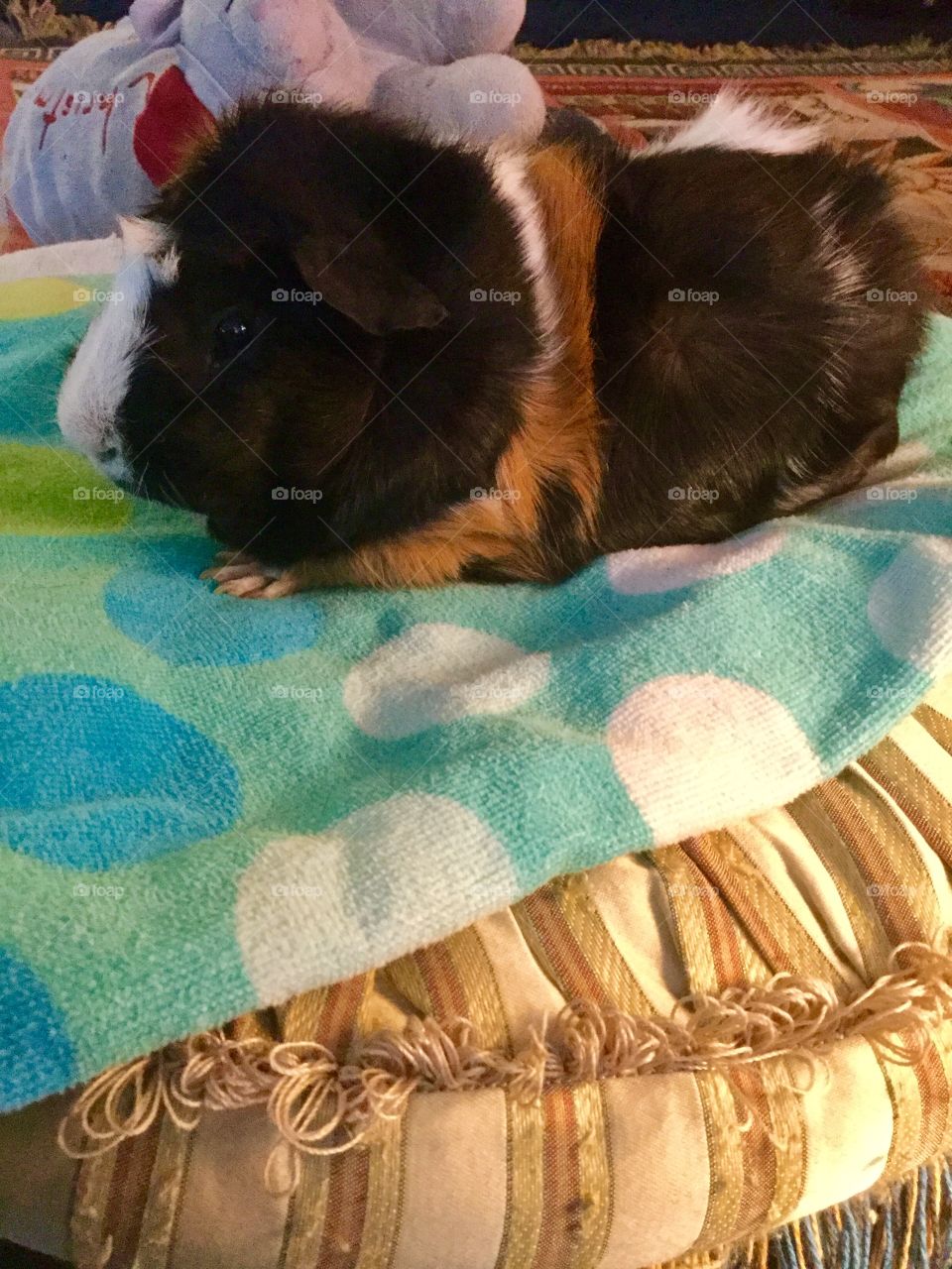 My Super pet Sammy Sunshine Boo 