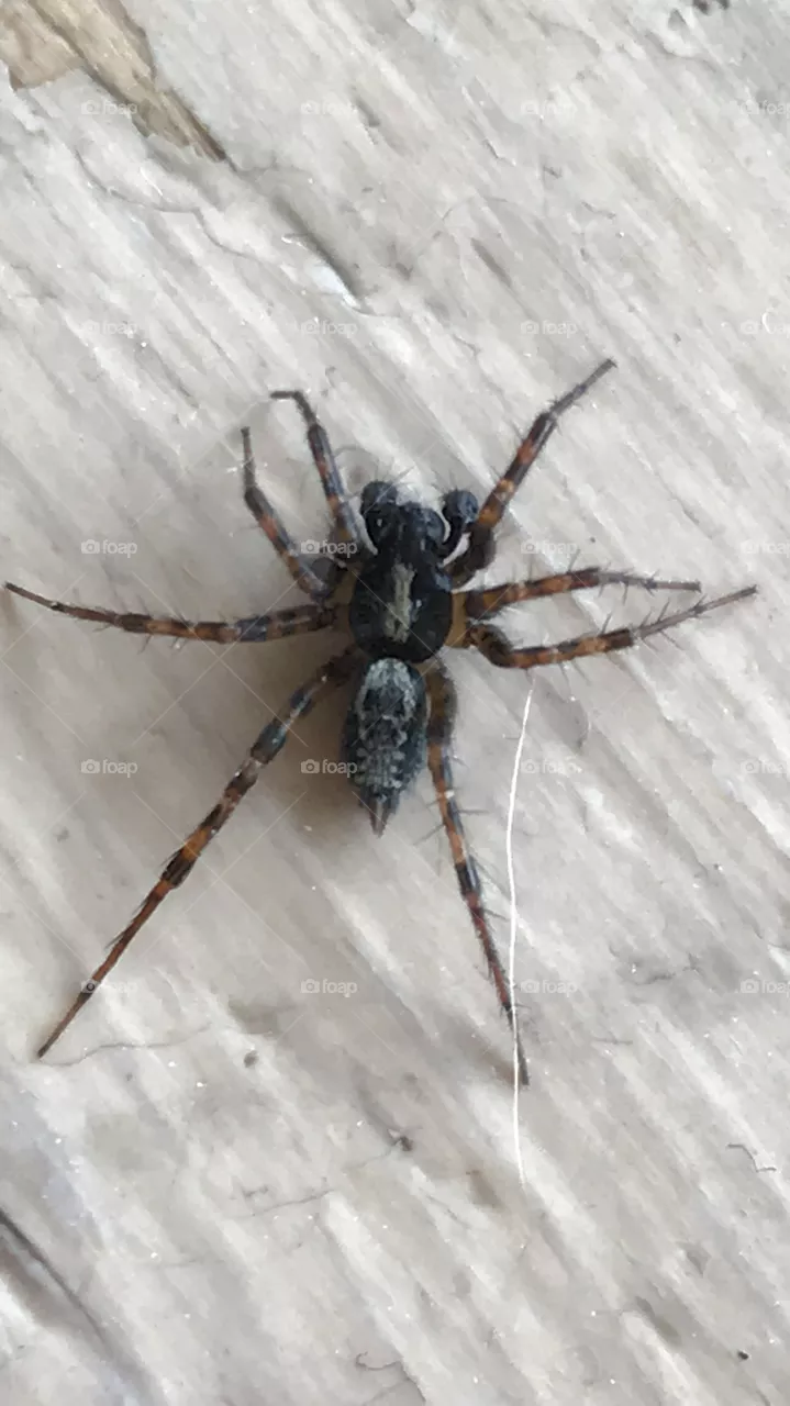 Spider 