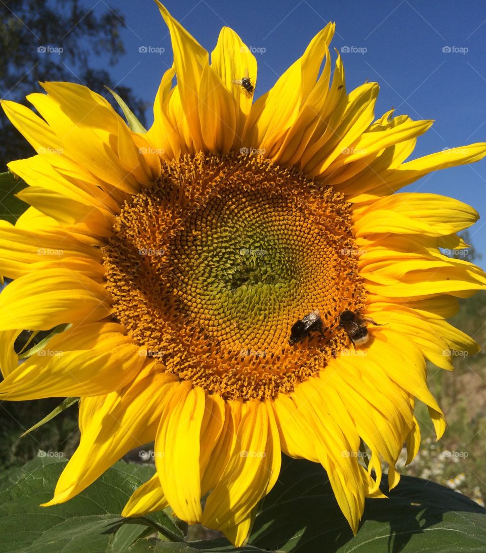 Happy sunflowers