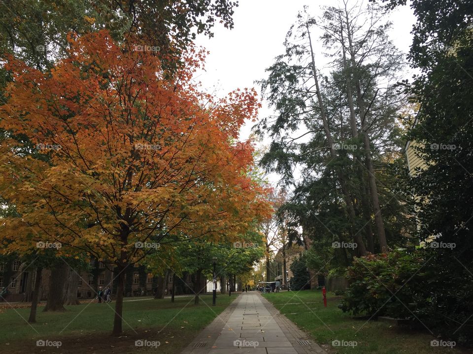 Princeton NJ fall foliage