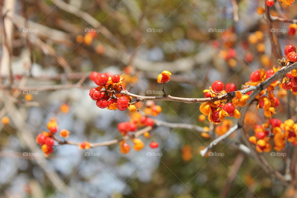 An old photo of some of the berries that grow in my neighborhood.