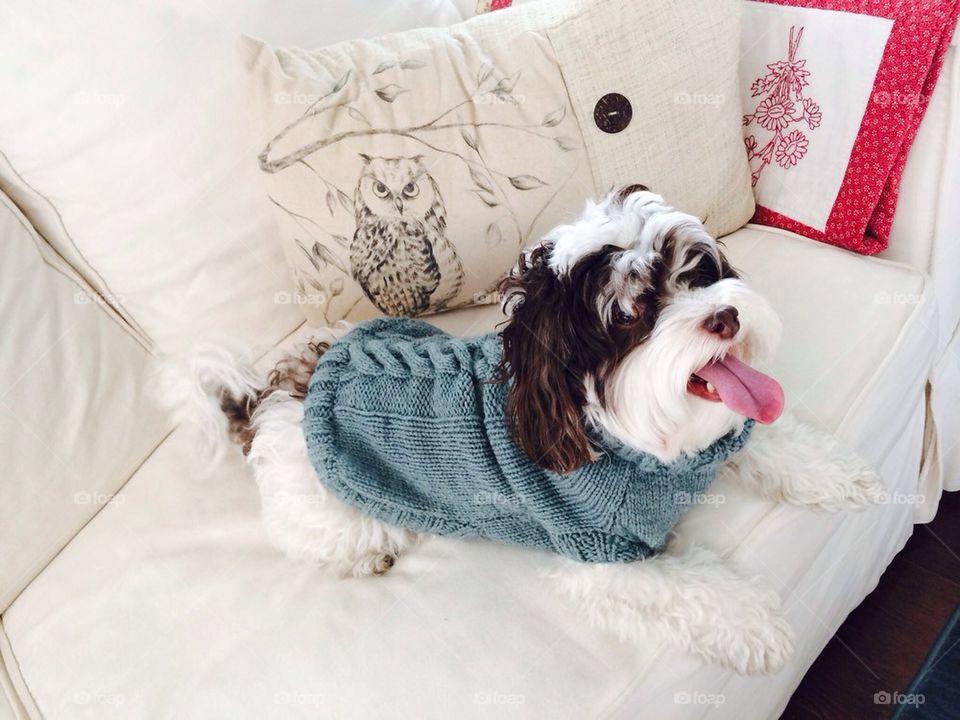 Handmade dog sweater