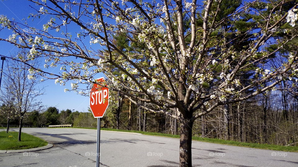 Blossom stop