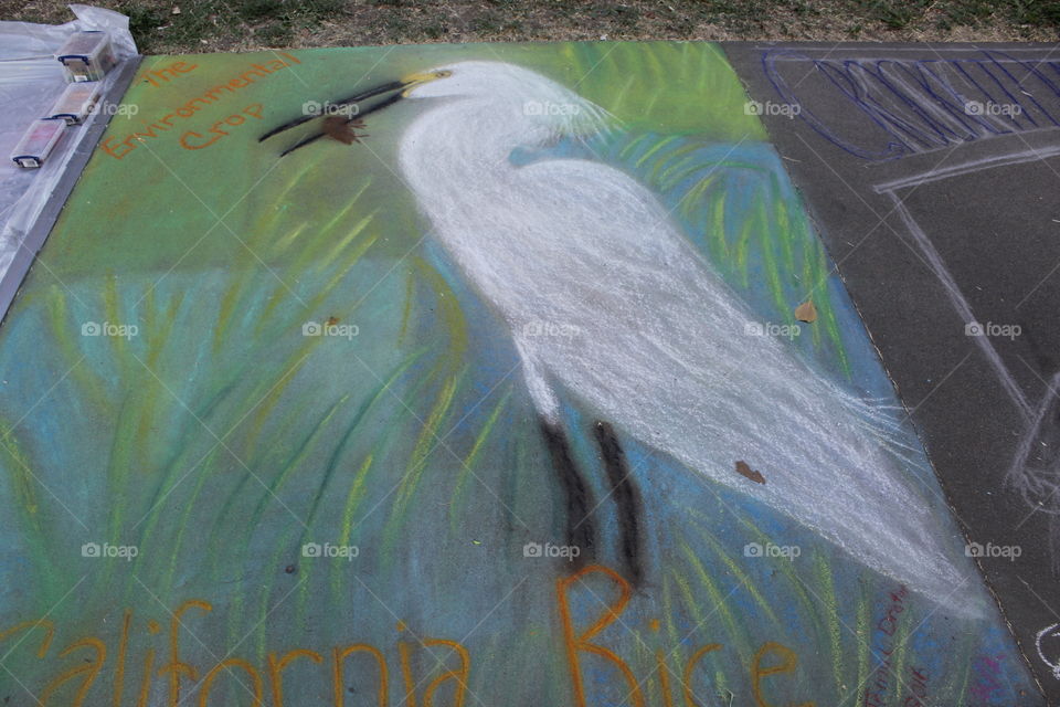 bird-eating frog chalk art
