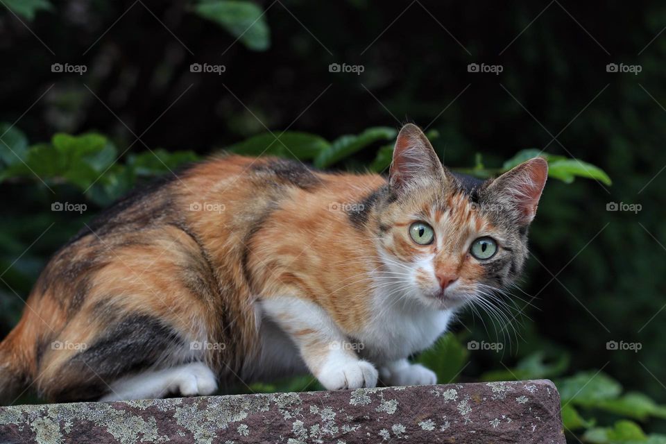 A tricolor cat with green eyes sits on a stone