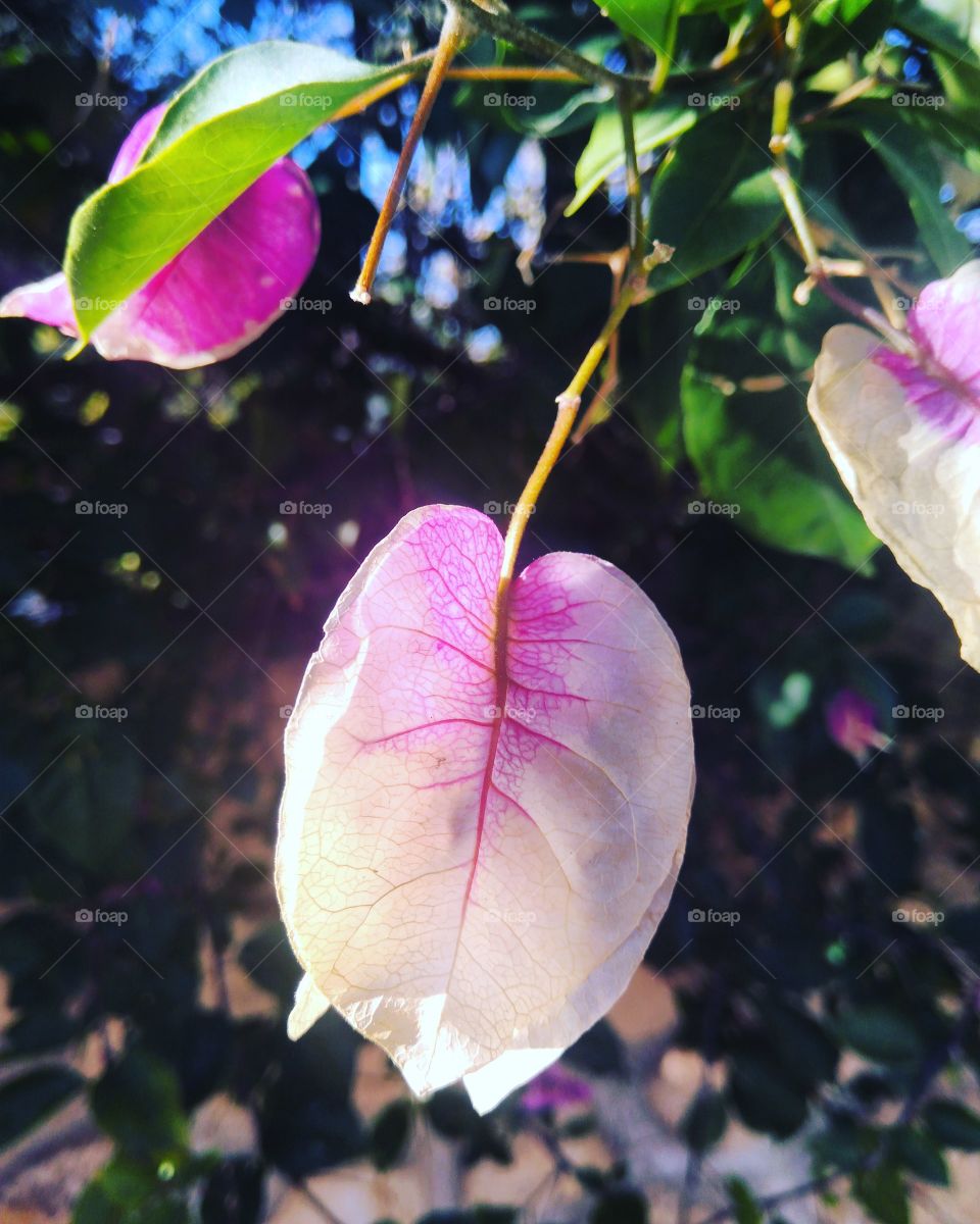 Pink leaf
