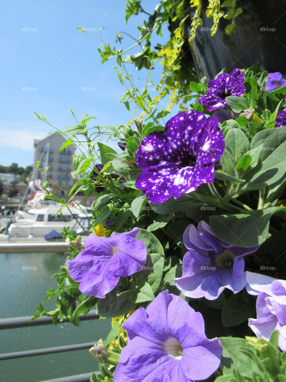 deep purple night sky petunia and lilac petunia