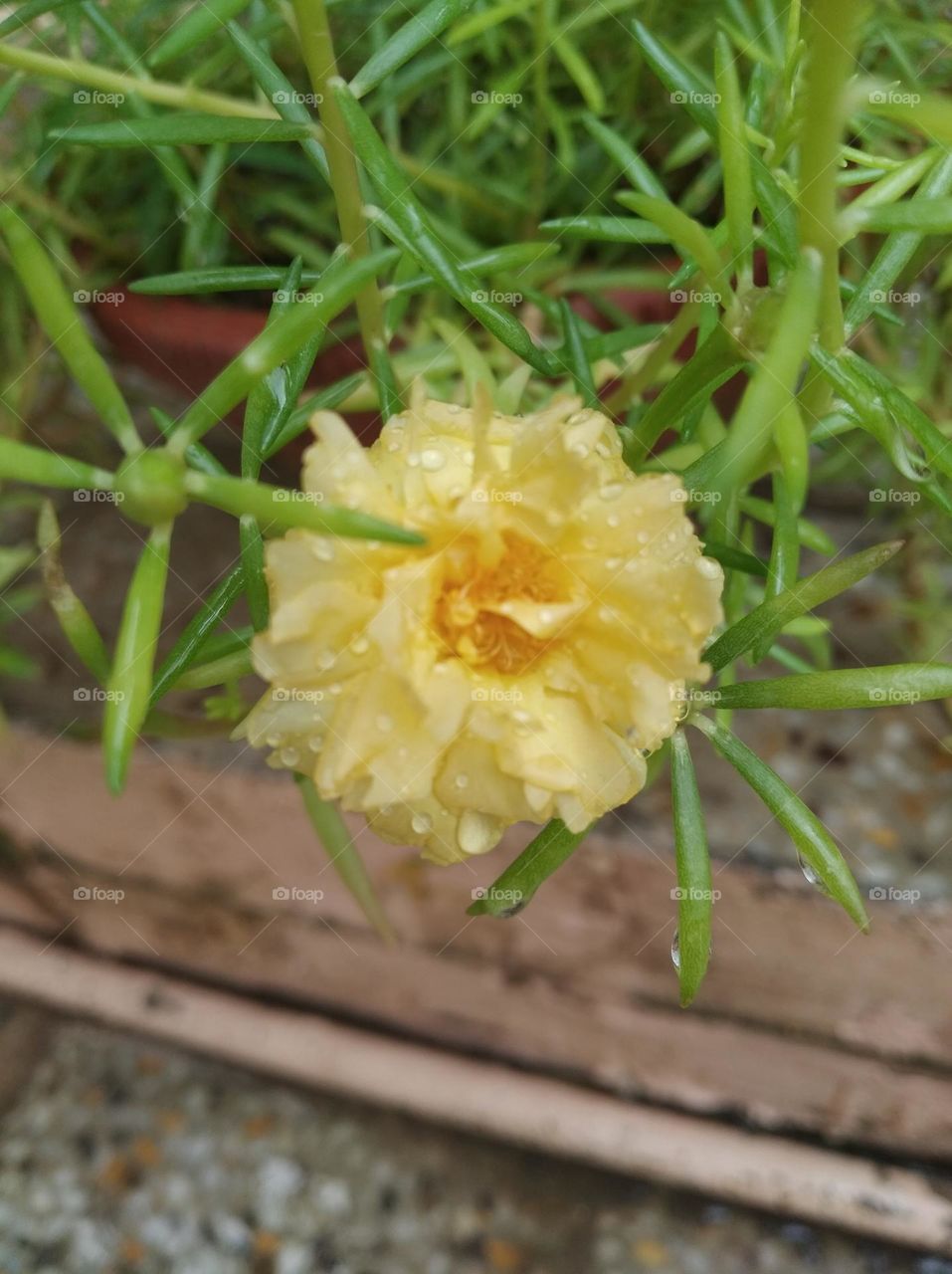 yellow flower seasonal fresh shurb small size looks very beautiful generally found everywhere