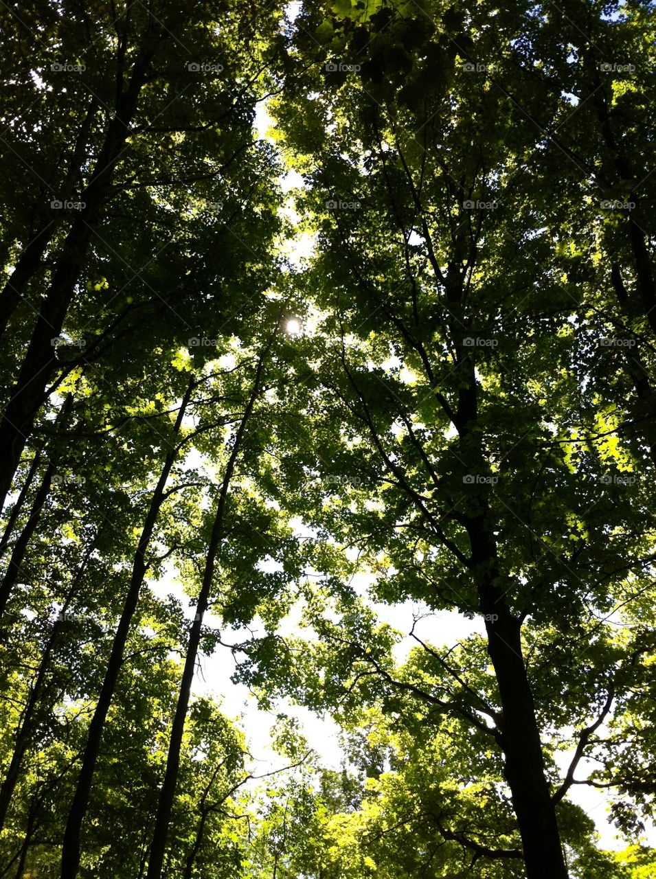 Low angle view of trees in forest