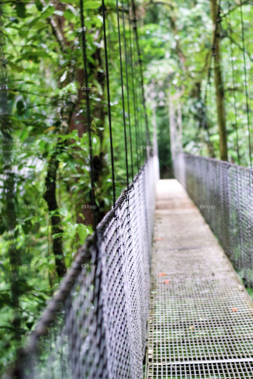 Hanging Bridges 