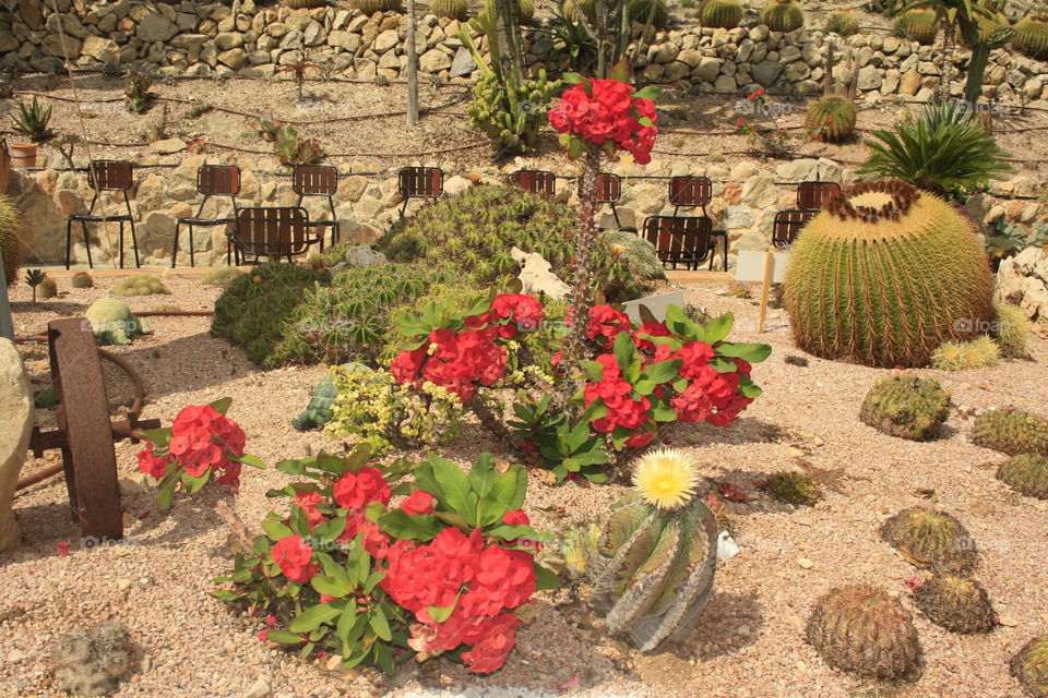 Red flowers. It is a national botanical park. They are red cactus flowers. Some beautiful flowers that accompany the landscape.