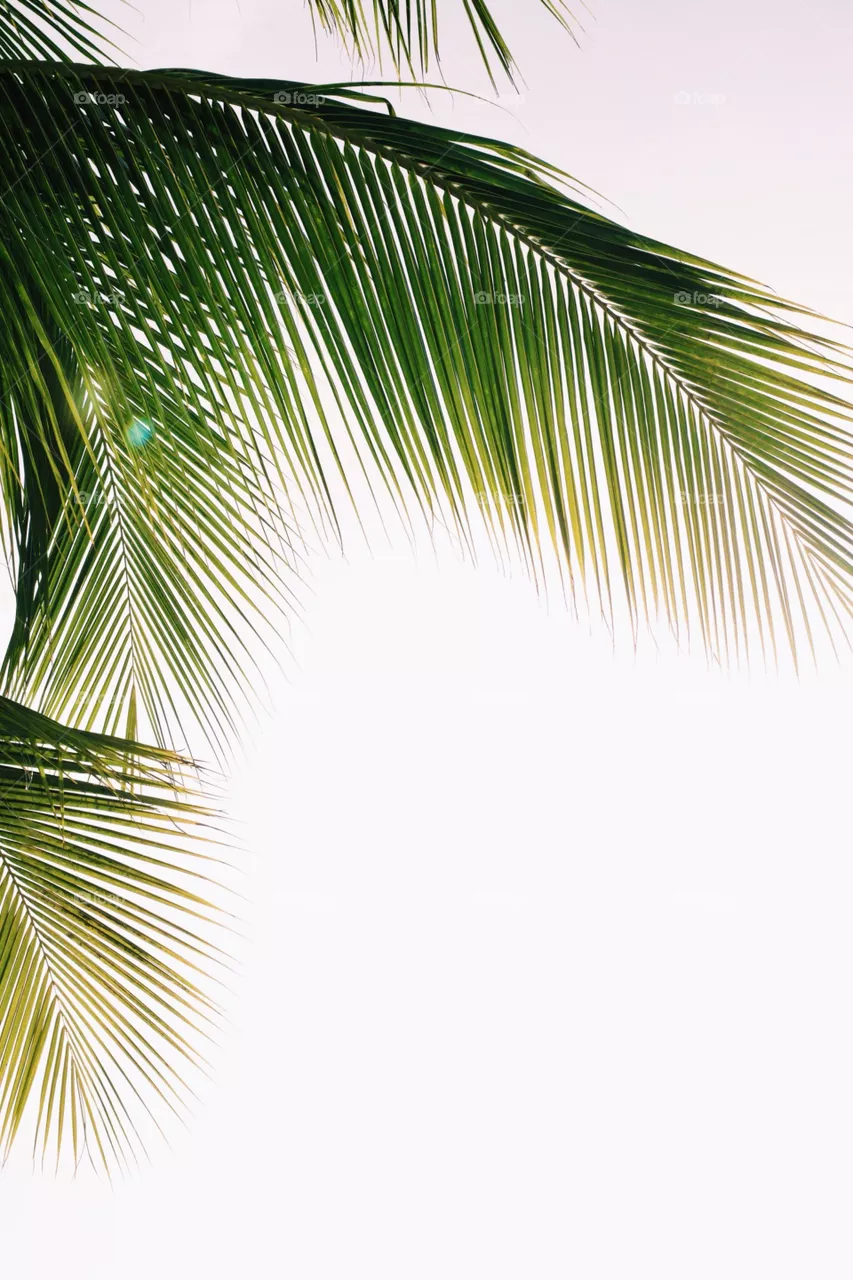 Palms 