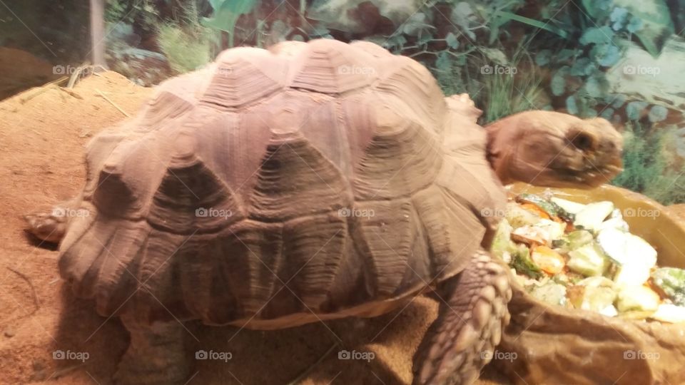 tortoise