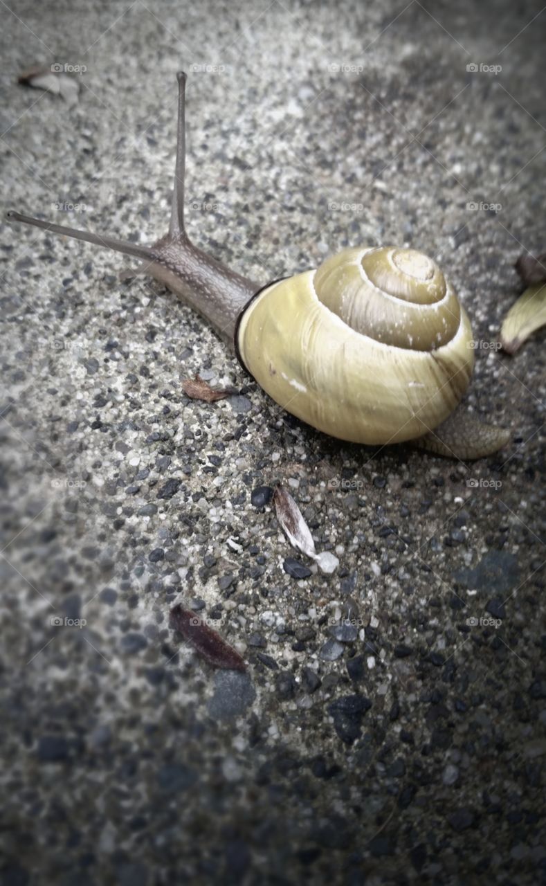 Snail on sidewalk.