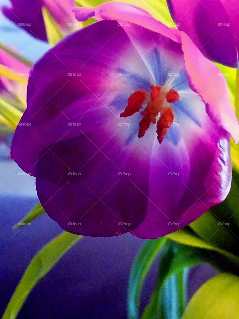 purple flower