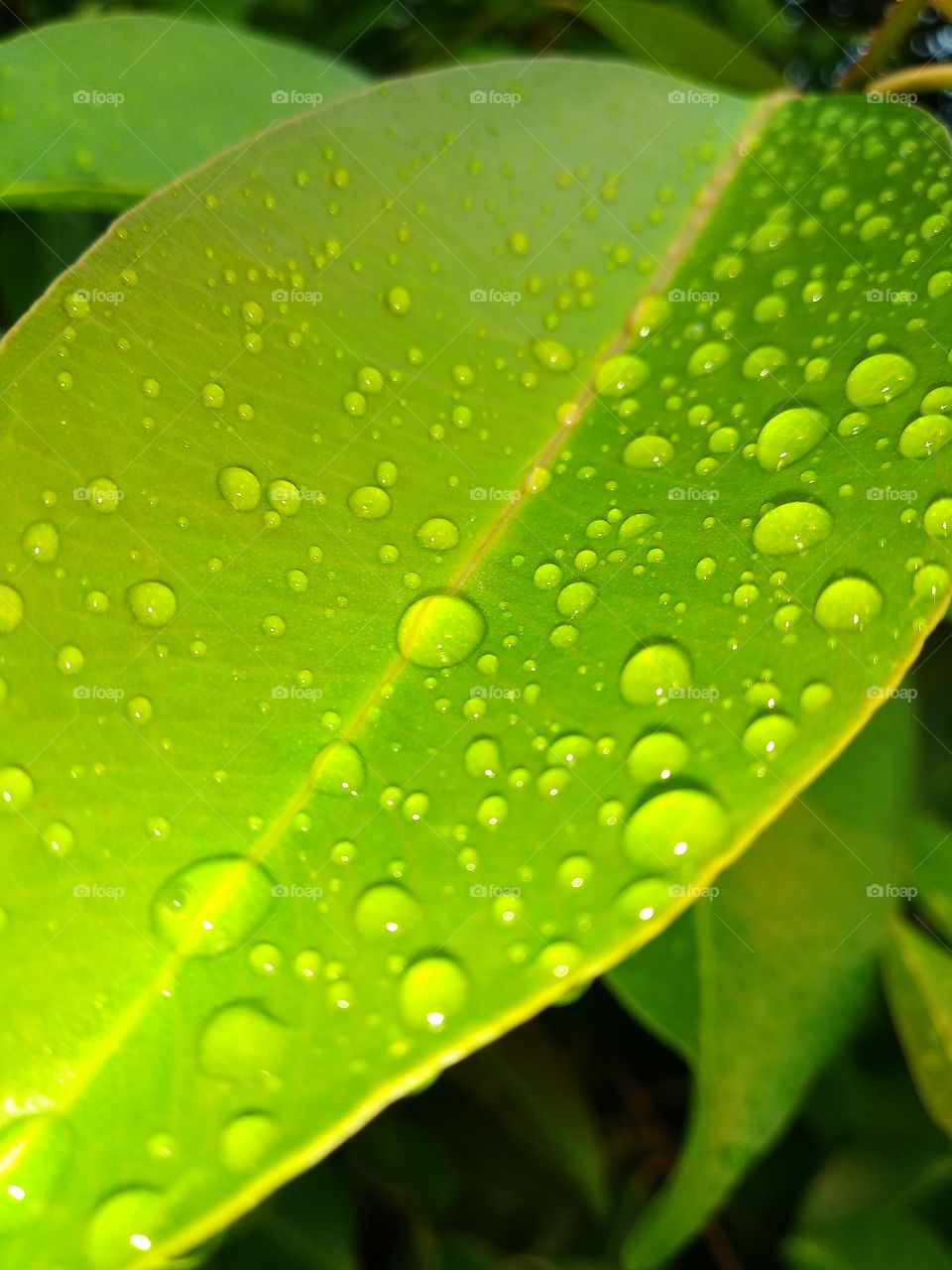 beautiful rain drop on the leaves of nature in garden.