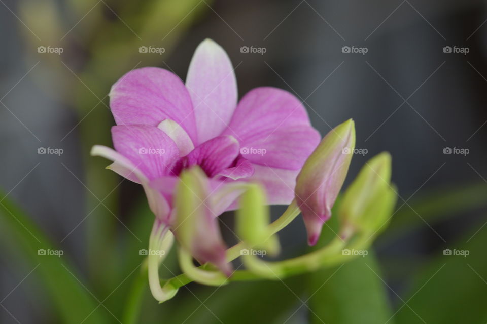 Close up photography of a orchid flower 