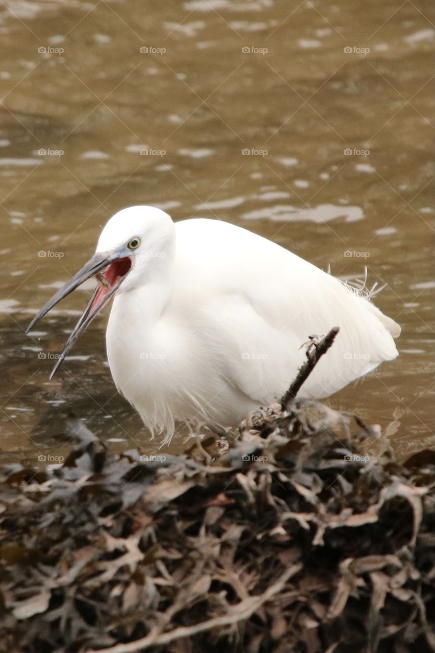 Little egret 