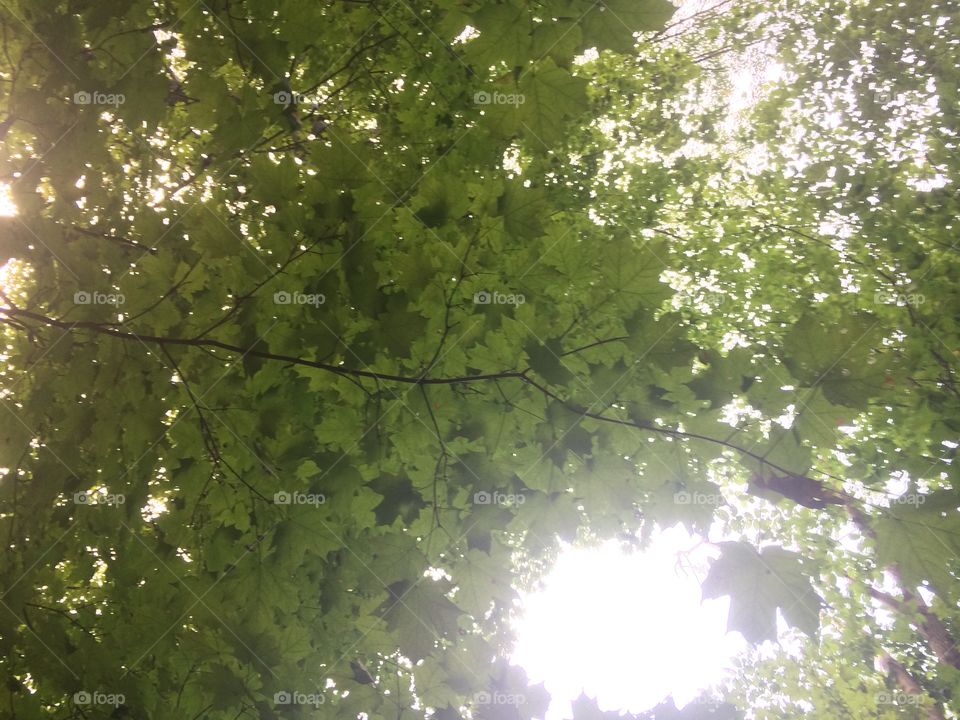 Canopy