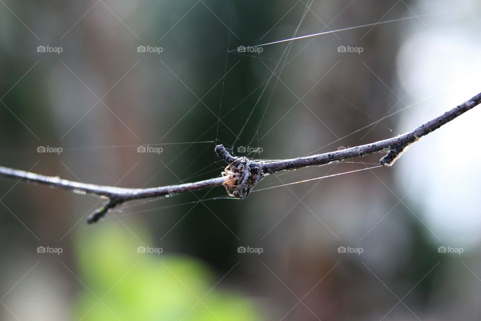 spider waiting on a branch with its web ready.