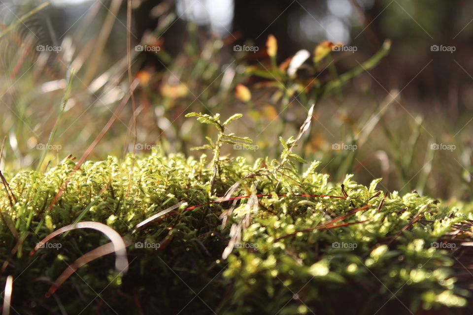Forest poland light nature warmia mazury macro macrophotography grass