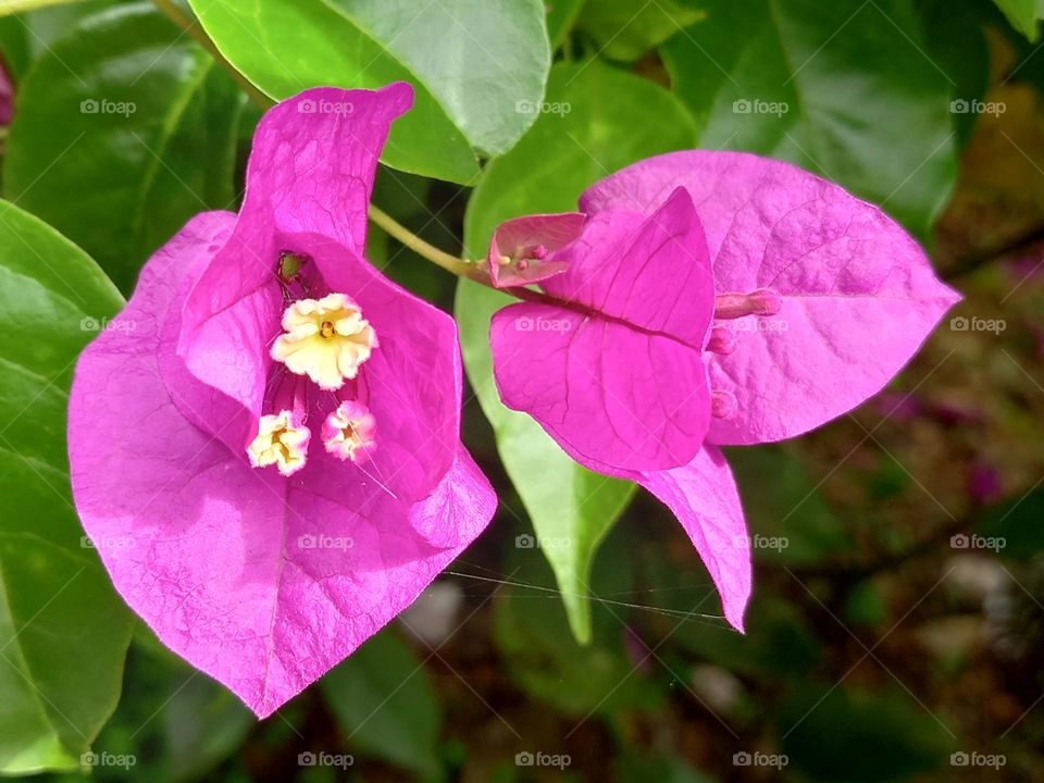 fuchsia flowers