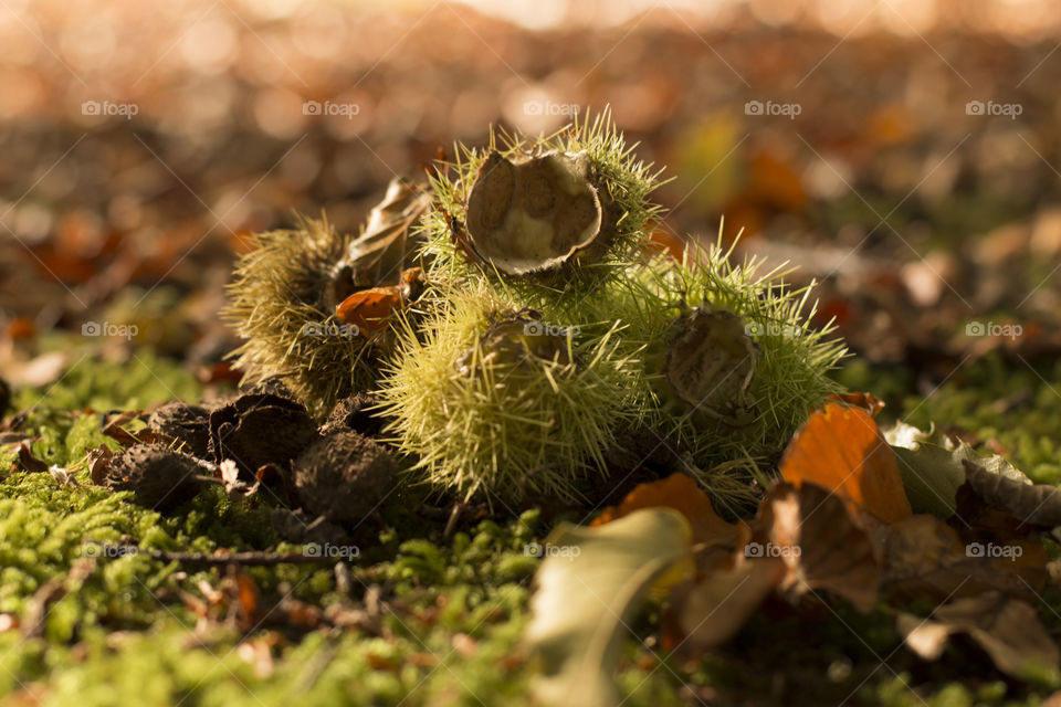 Autumn Fruit . Tree falls