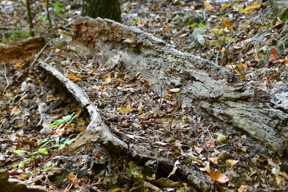 Hiking through Devils Backbone at Warriors Path State Park in TN