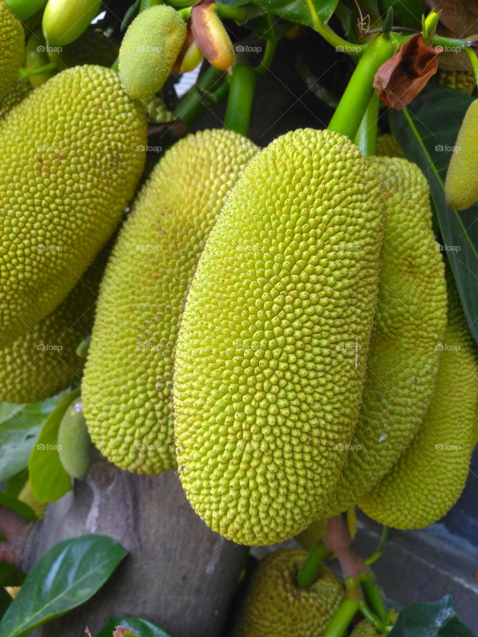 Fresh jackfruits on the garden