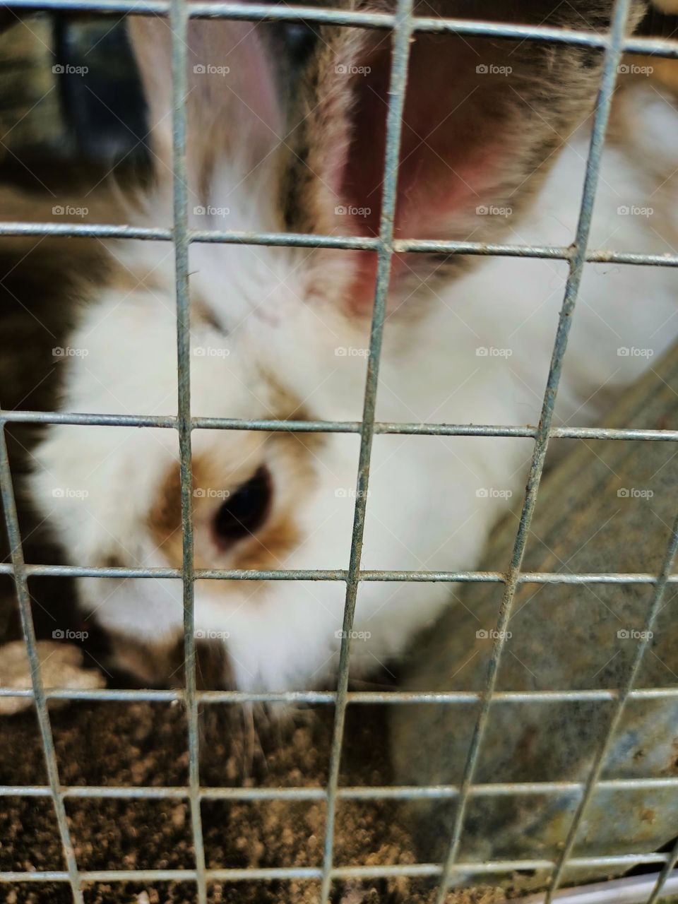 Rabbit in the cage iron