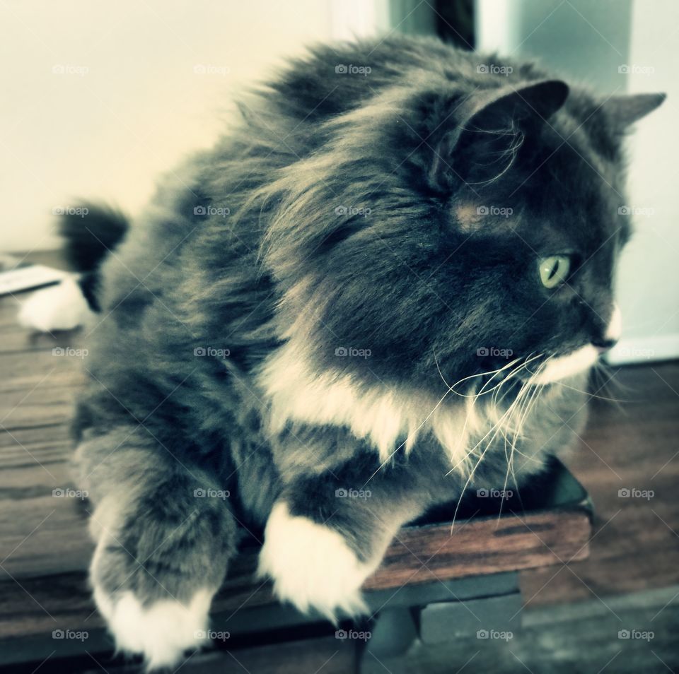 My Cozy Bear. So fluffy and cuddly.