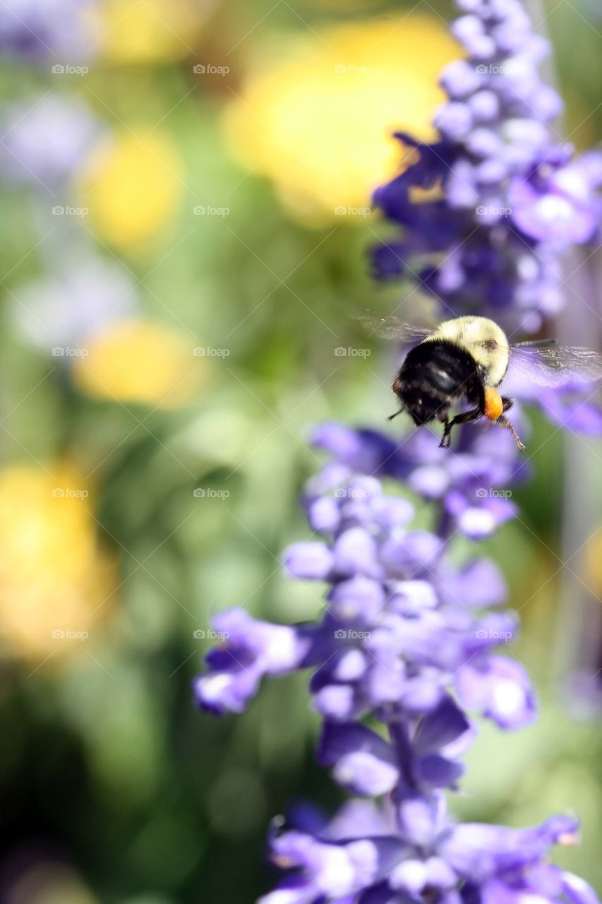 Flower and a bumblebee