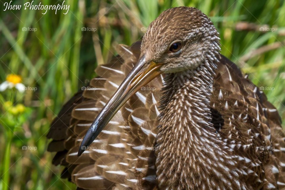 Limpkin