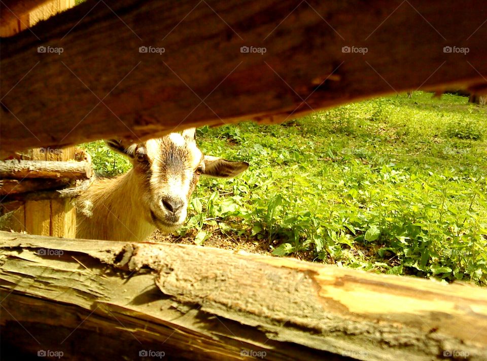 Goat says hi!. Cute goat says hi! 😁