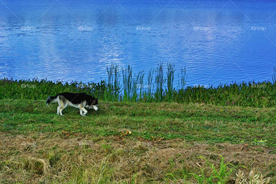 Dog walking by the water