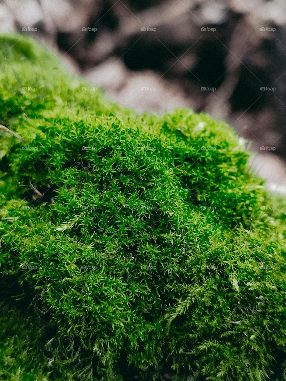 Green moss in winter forest, green texture, moss background, macro photography, nature details