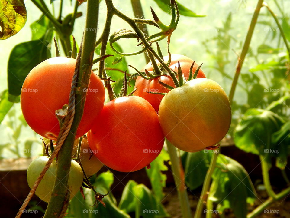 Tomatoes