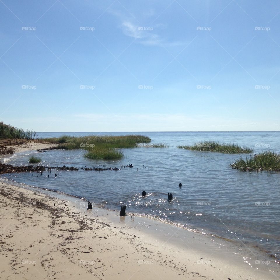 Delaware bay estuary