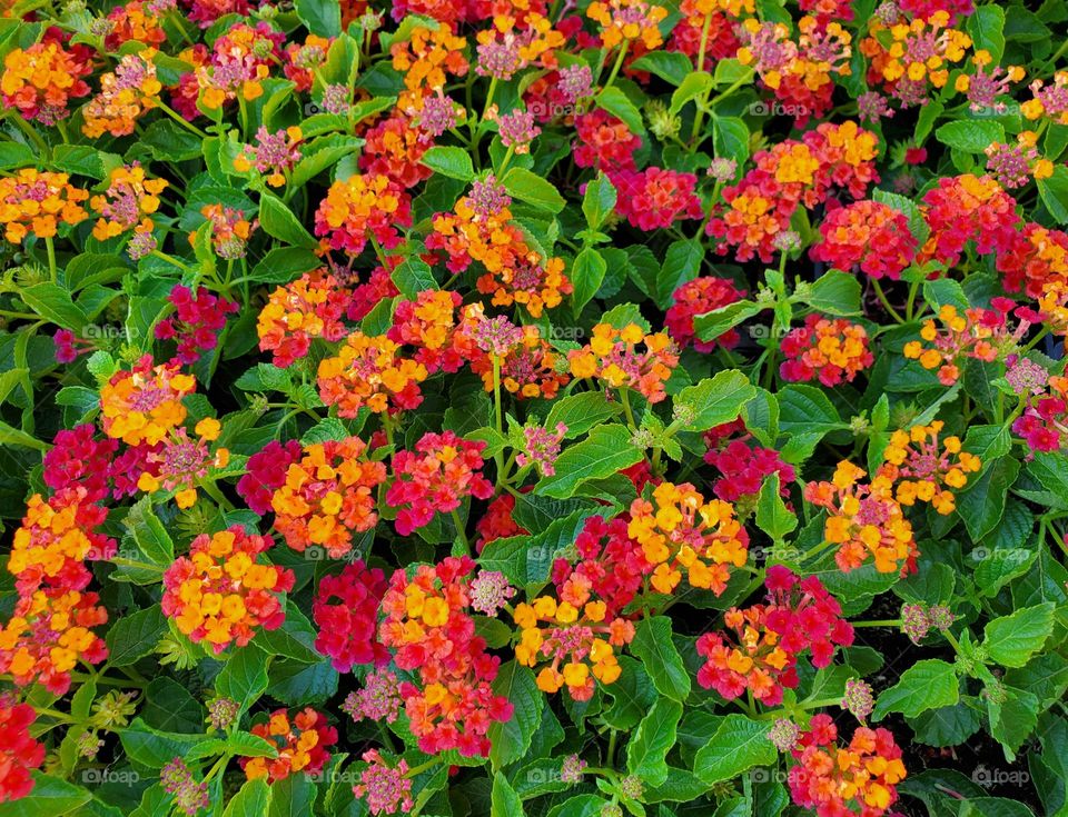 Colorful Flowers in the Garden